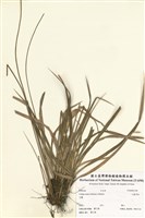 藏品(小麥門冬)的圖片